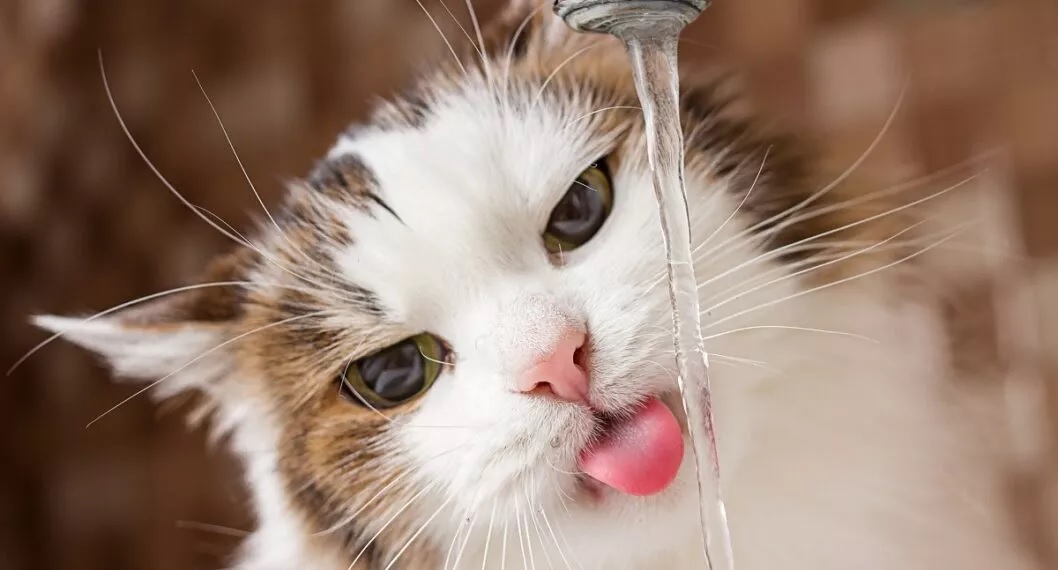 Formas de incentivar el consumo del agua en gatos y evitar deshidratación - Totus Noticias - Totus